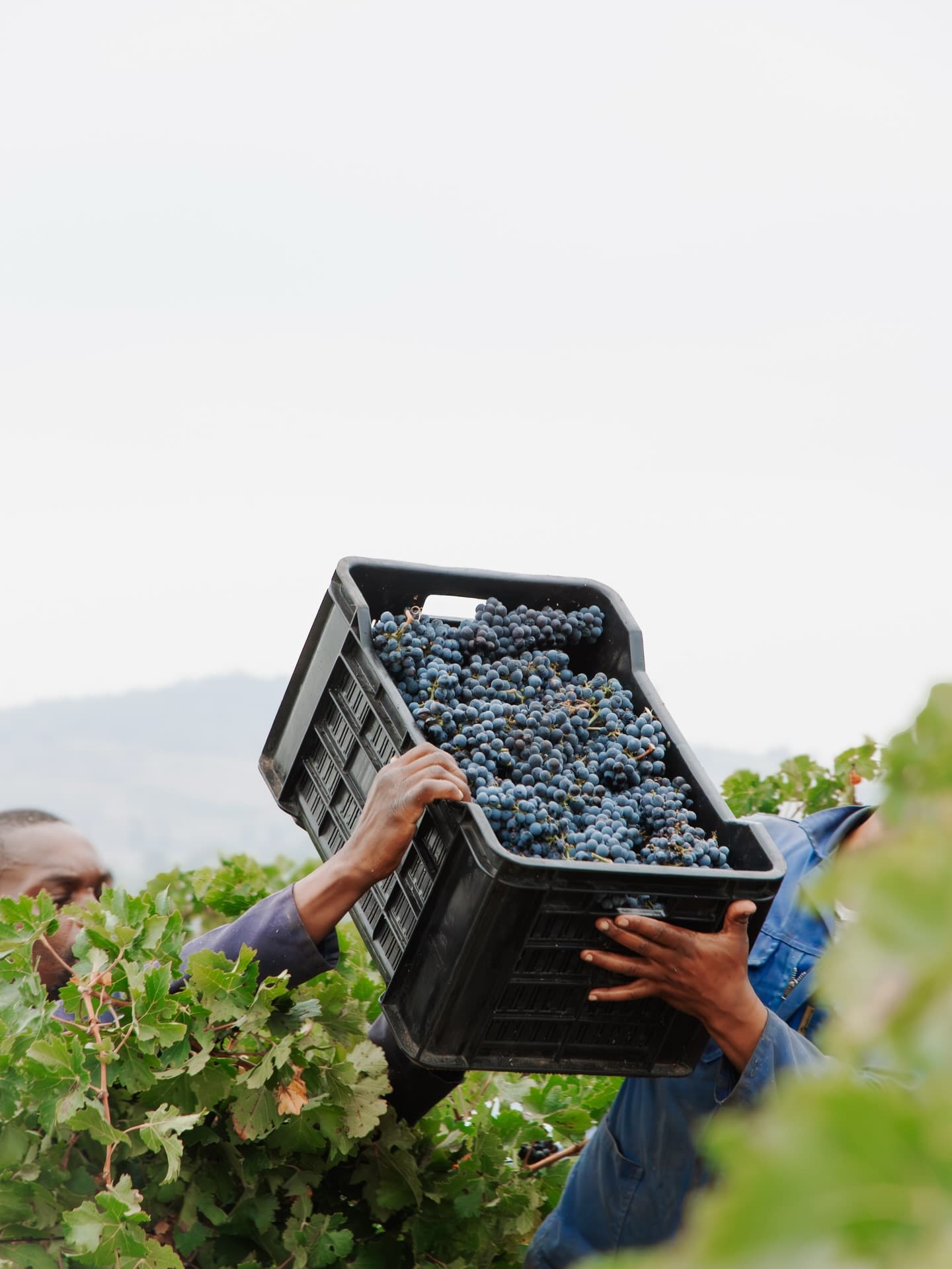Historic Stellenbosch vineyard