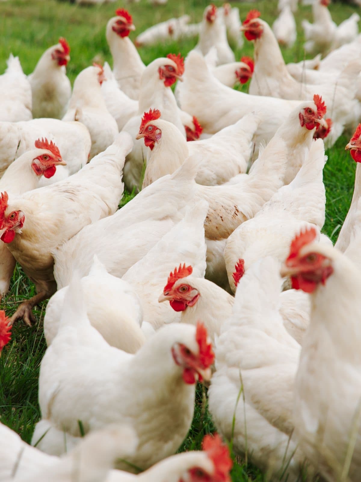 Free-range chickens on the farm