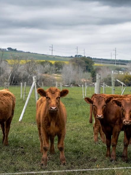 Farm cattle on pasture