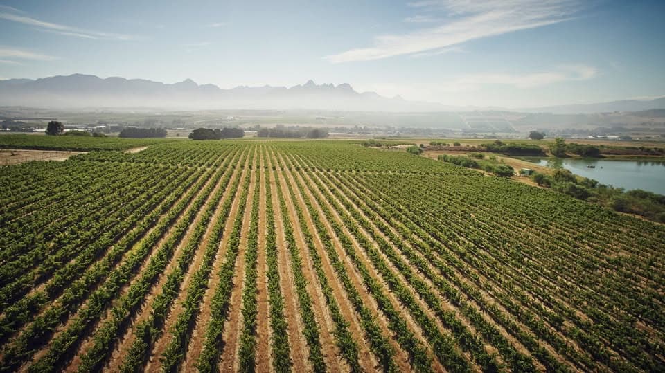 Vineyard rows at Winshaw